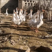 大鹅