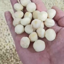 夏威夷果仁奶香味