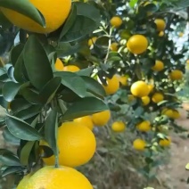 新鲜水果产地直发