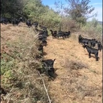 贵州黑山羊