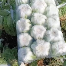 精品货源欢迎下单