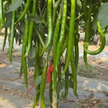 线椒市场货