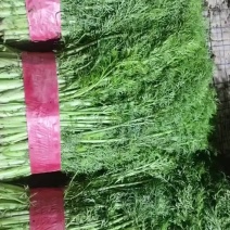 精品茴香苗，色泽好，长短适中