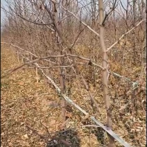 冬枣树苗
