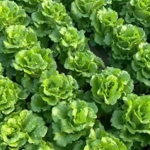 意大利生菜