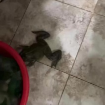 水鸡牛蛙产地直销店