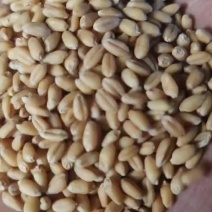 新小麦都是好货。白小麦