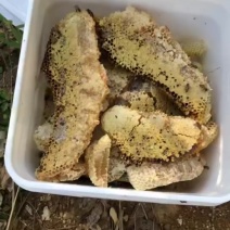 广西野生冬蜜鸭脚木蜜
