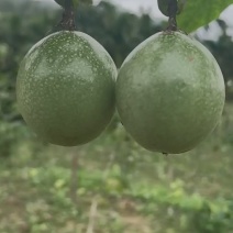 百香果