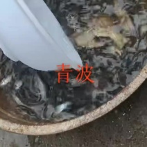 清波鱼苗
