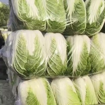 大白菜继续走货中