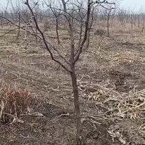 高杆冬枣树苗