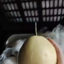 鸭梨雪梨出库中