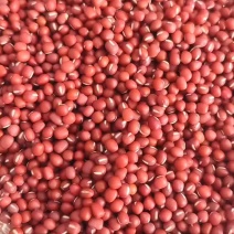 黑龙江大庆市林甸县农家自产精品珍珠红小豆，