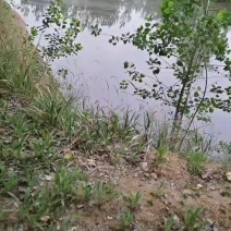 鱼塘出租转让。三块鱼塘各十五亩地，有水电，没有住房。交通方便
