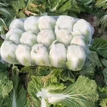 精品大白菜继续热销中
