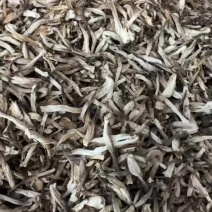 鹿茸菇