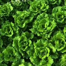 意大利生菜