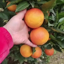 资中塔罗科血橙
