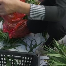 白芨苗种植基地，批发零售，自产自销，死苗包䃼，放么种植1