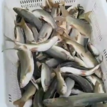 雅鱼