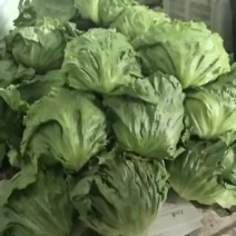 球生菜