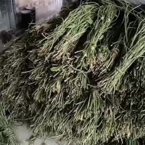 三叶青藤