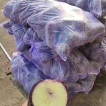 冰淇淋萝卜，甜度12，大量水果萝卜出货。