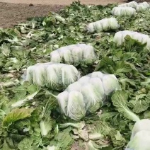 大白菜继续热销中
