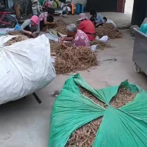 大叶前胡