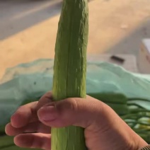 精品鲜花丝瓜千亩基地直发一手货源量大价优