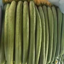山东寿光鲜花丝瓜一手货源，对接市场商超欢迎老板咨询