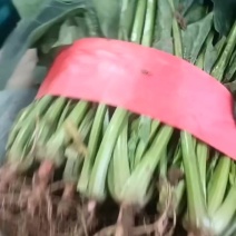 精品大叶菠菜