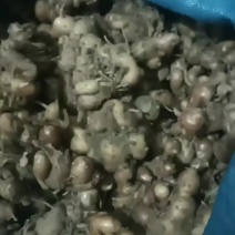 沙姜统姜