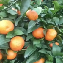 广西黄姚古镇核心产区，大量供应头茬精品砂糖橘