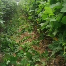 粉葛
