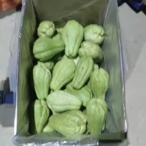 贵州佛手瓜