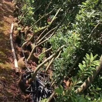 出售3一5公分杨梅苗