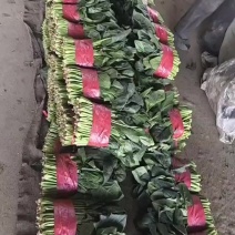 菠菜