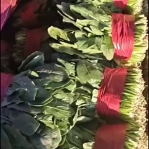 菠菜