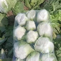精品大白菜继续走货中