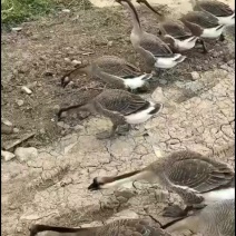 活鹅