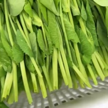 精选四川荣县豌豆苗豌豆尖口感好产地直发价格实惠运输便利