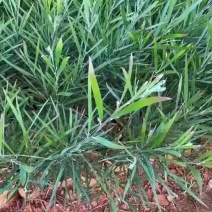 良种黑木相思苗