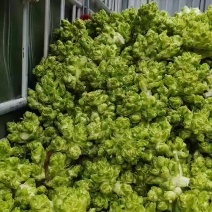 精品儿菜需要联系