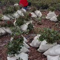 红叶石楠大杯苗，大量常年出售，欢迎采购