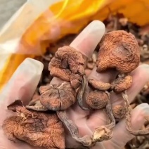 东北榛蘑