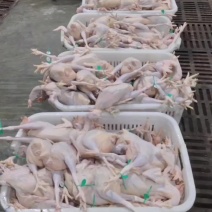 现杀，白条蛋鸡，没