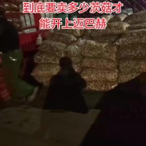云南扬州宝应茨菇