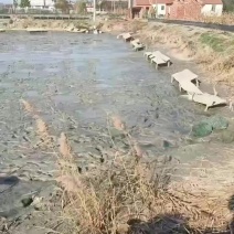 外塘甲鱼